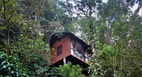 TREE6 WAYANAD